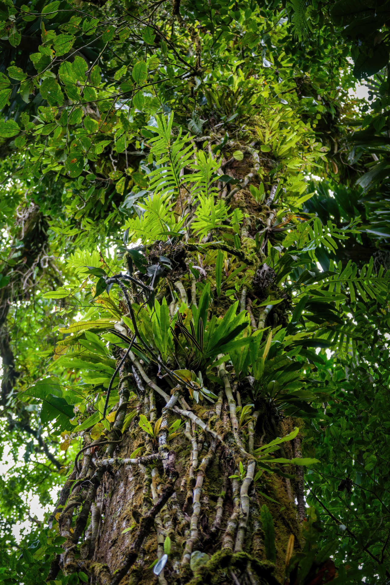 Überreiches Wachstum im Regenwald